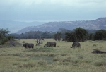 Cape buffaloes