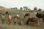 Cowherds