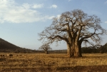 Baobab tree