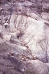 Painted Desert and Petrified Forest