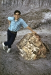 Painted Desert and Petrified Forest