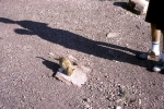 Little cat