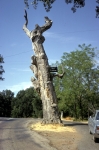 Hanging Tree