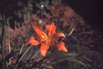 Day Lily, August 1968