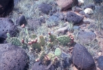Capital Reef, N.M.