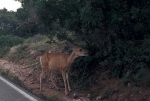 Deer