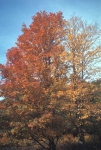 Appalachian Trail, Fall 1969
