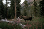 Moose