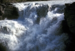Along the Athabasca River
