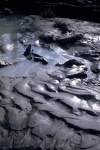 Along the Athabasca River