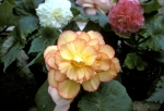 Tacoma Arboretum