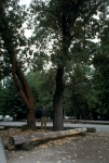 Tacoma Arboretum