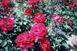 Portland - City of Roses