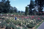 Portland - City of Roses