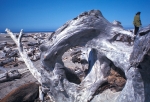 Drift logs on Oregon coast