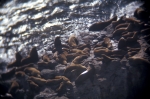 Sea- Coast, Lions