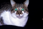 Famous cat oicture