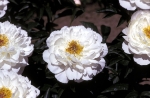 NYBG