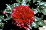 NYBG