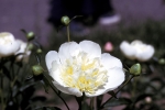 NYBG