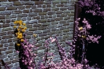 Infrared film