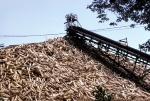 Pile of logs