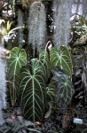 In the greenhouse