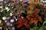 In the greenhouse