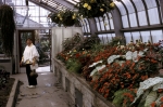 In the greenhouse