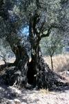 Lower Delphi