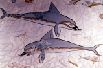 Dolphins