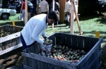 At the apple place