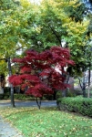 Foliage
