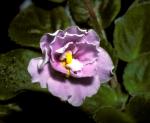 Violets