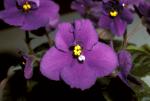 Violets