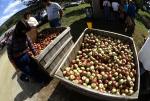 Apples (new, improved fisheye)