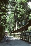 Avenue of lanterns