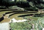 Terrace farming - rice