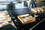 Nagasaki fish market - no odor!