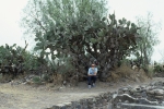 Teotihuacan: Cactus with Leon