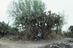 Cactus with Eve
