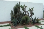 Cacti