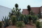 Cacti