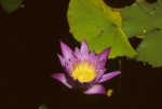 NYBG - May 1980