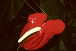 NYBG - May 1980