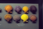 Scallop shells