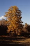 Nov. 1980 - foliage