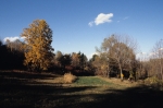 Nov. 1980 - foliage