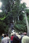At Tikal