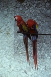 Parrots at our hotel